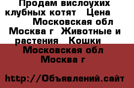 Продам вислоухих клубных котят › Цена ­ 15 000 - Московская обл., Москва г. Животные и растения » Кошки   . Московская обл.,Москва г.